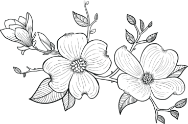 Hand-drawn image of dogwood flowers